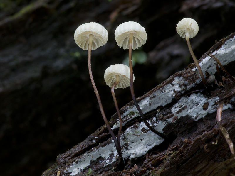 Marasmius rotula